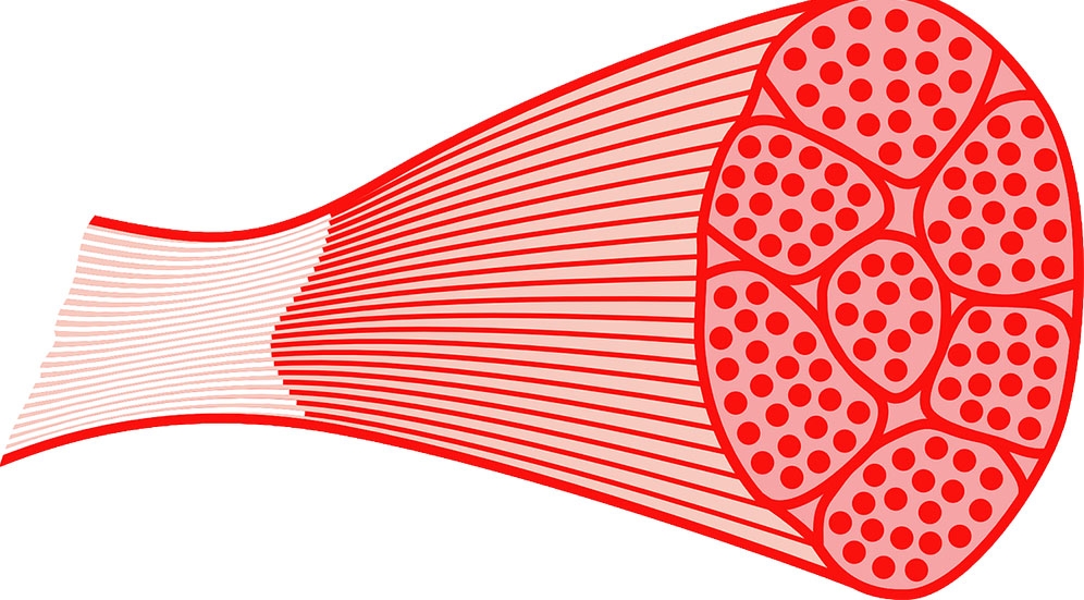 מה היא יחידה מוטורית?