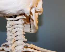 עקומות עמוד השדרה