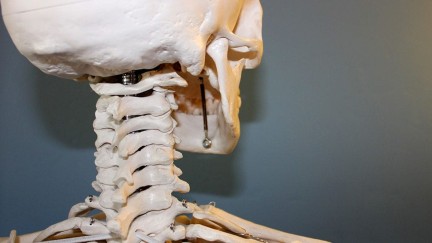 עקומות עמוד השדרה